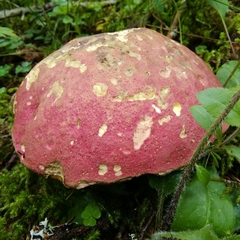 Rubroboletus rubrosanguineus