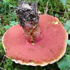 Rubroboletus rubrosanguineus