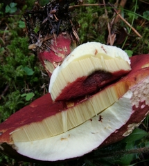Rubroboletus rubrosanguineus