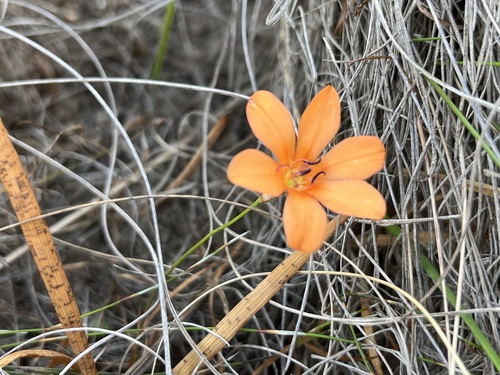 Tritonia deusta, photograph 6