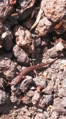 Chiropterotriton orculus