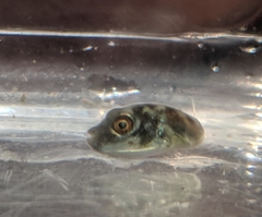 Sphoeroides maculatus