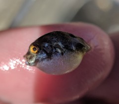 Sphoeroides maculatus