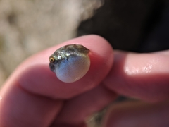 Sphoeroides maculatus