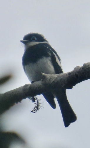 Ward's Vanga (Pseudobias wardi), photo 3