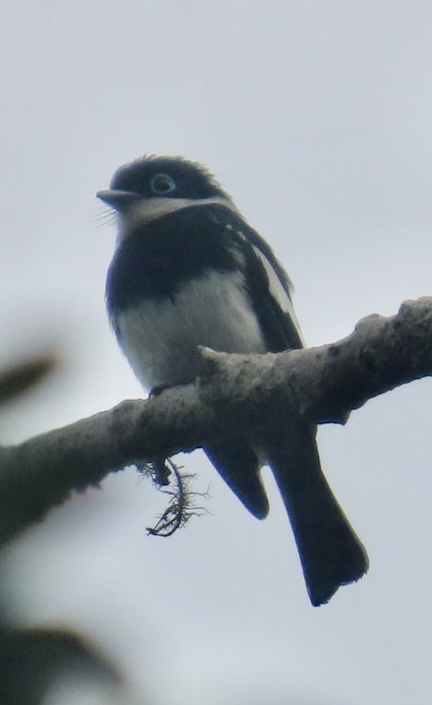 Ward's Vanga (Pseudobias wardi), photo 3