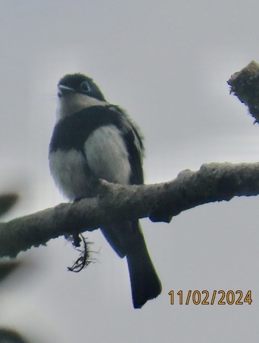 Ward's Vanga (Pseudobias wardi), photo 4