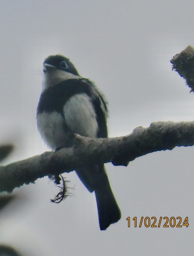 Ward's Vanga (Pseudobias wardi), photo 4