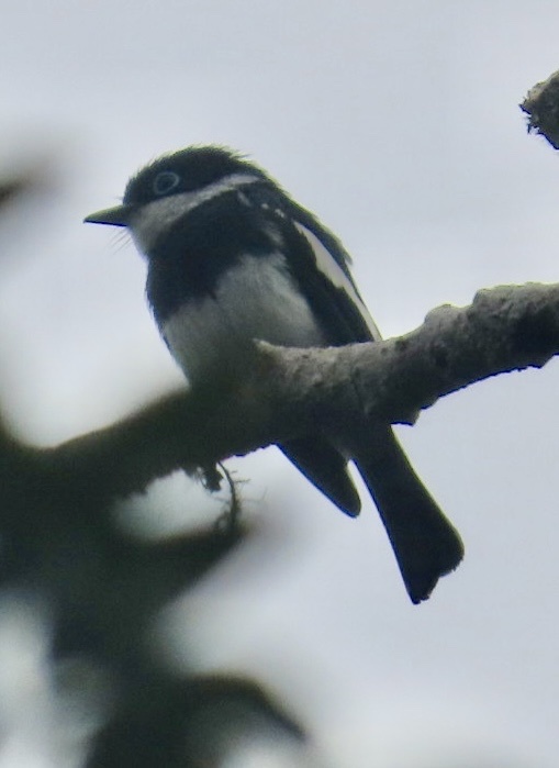 Ward's Vanga (Pseudobias wardi), photo 5
