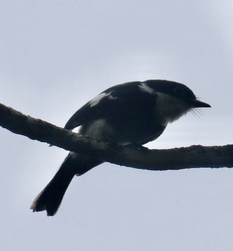 Ward's Vanga (Pseudobias wardi), photo 10