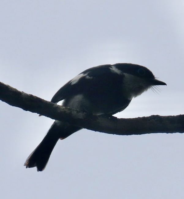 Ward's Vanga (Pseudobias wardi), photo 6