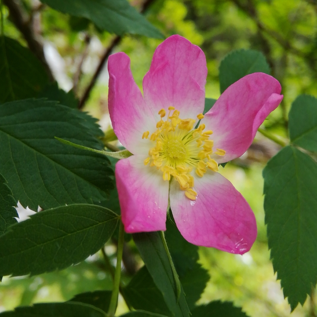 Rose shrub with pink flowers