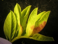 Dasineura glyciphyli