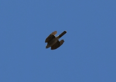Accipiter nisus