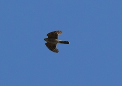 Accipiter nisus