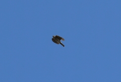 Accipiter nisus