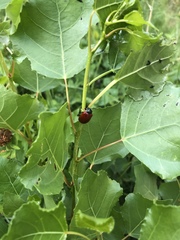 Chrysomela populi
