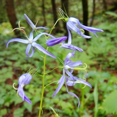 Campanula pichleri