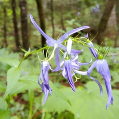 Campanula pichleri