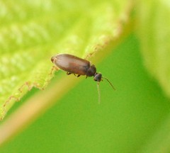 Scraptia dubia