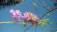 Cuspidaria lateriflora