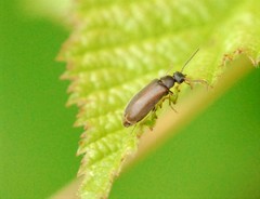 Scraptia dubia