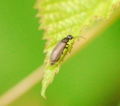 Scraptia dubia