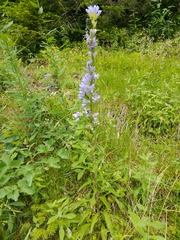 Campanula spicata