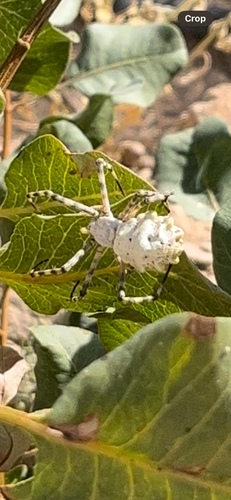Lobed Argiope