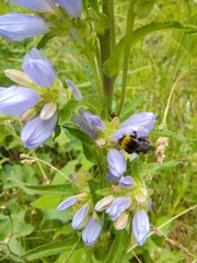 Campanula spicata