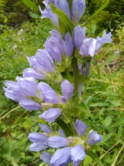 Campanula spicata