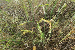 Petroselinum segetum