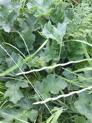Heracleum sphondylium