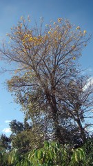 Handroanthus ochraceus