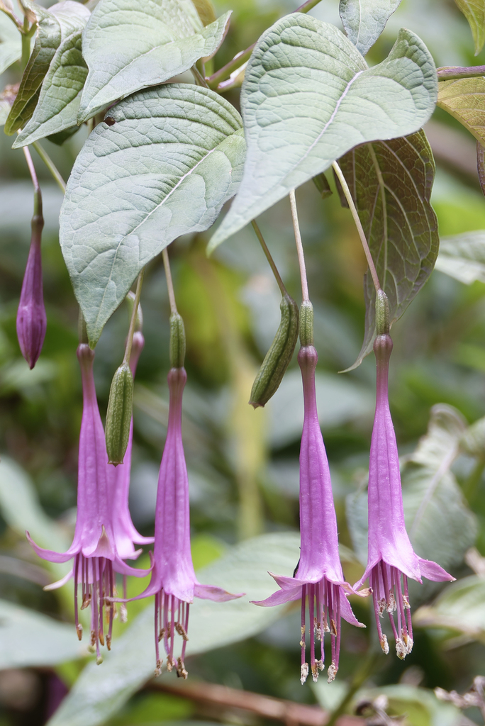Fuchsia juntasensis