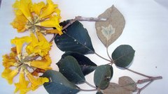 Handroanthus ochraceus