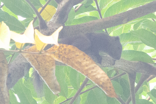 Sanghir Squirrel
