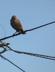 Sturnus vulgaris