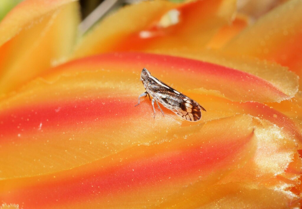 Oecleus perpictus