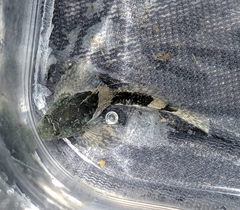 Myoxocephalus aenaeus