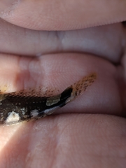 Myoxocephalus aenaeus