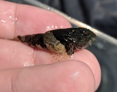 Myoxocephalus aenaeus