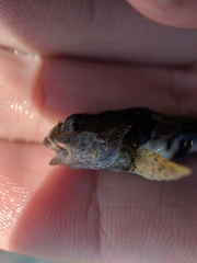 Myoxocephalus aenaeus