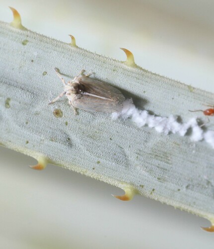 Oecleus nolinus