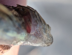 Myoxocephalus aenaeus