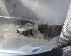 Myoxocephalus aenaeus