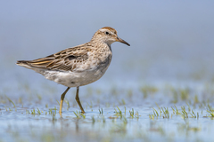 Sharp-Tailed Sandpiper photo 1