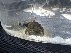 Myoxocephalus aenaeus