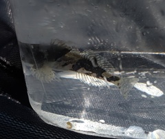 Myoxocephalus aenaeus