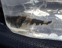 Myoxocephalus aenaeus